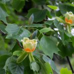 Ľaliovník tulipánokvetý (Liriodendron tulipifera) ´TULIPANOVEC´ - výška 50-80 cm, kont. C5L